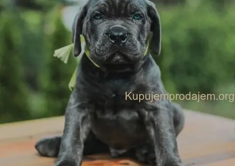 Cane Corso štenci - 3/13