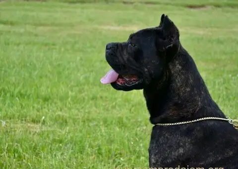 Cane Corso štenci - 11/13