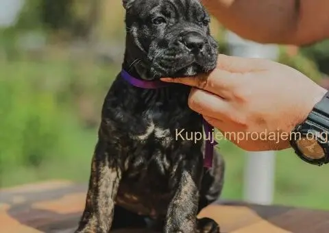 Cane Corso štenci - 12/13