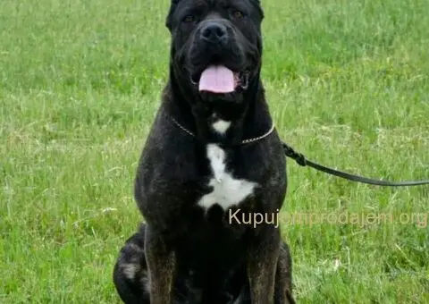 Cane Corso štenci - 13/13