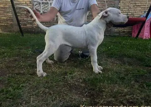 Stenci dogo argentino - 2/5