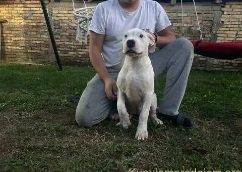 Stenci dogo argentino - 3/5
