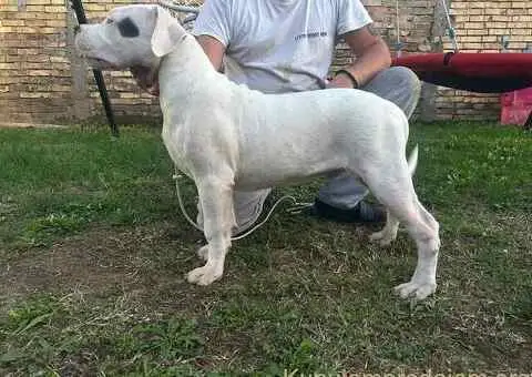 Stenci dogo argentino - 4/5