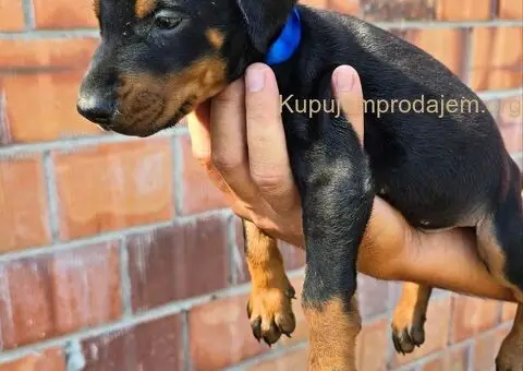 DOBERMAN ŠTENCI - 1/5