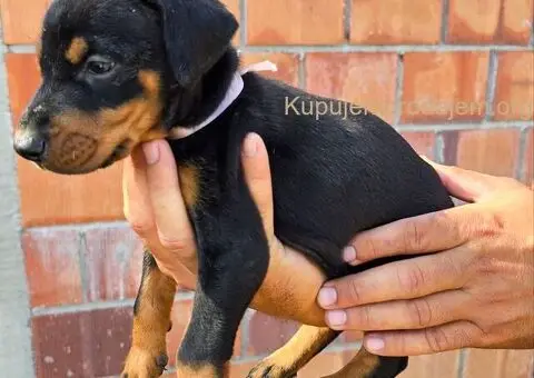 DOBERMAN ŠTENCI - 2/5