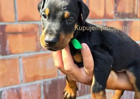DOBERMAN ŠTENCI - 3/5