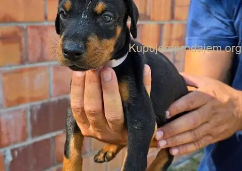DOBERMAN ŠTENCI - 4/5
