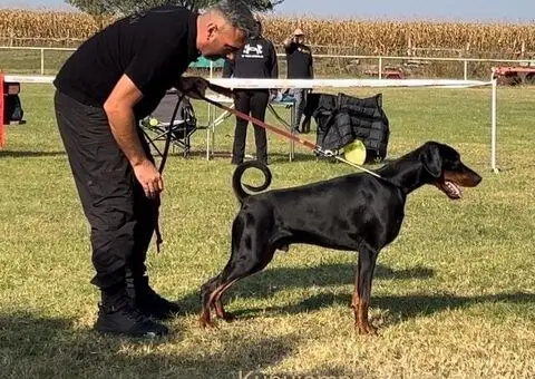 DOBERMAN ŠTENCI - 5/5