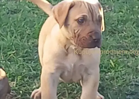 Presa Canario prelepi štenci - 1/10