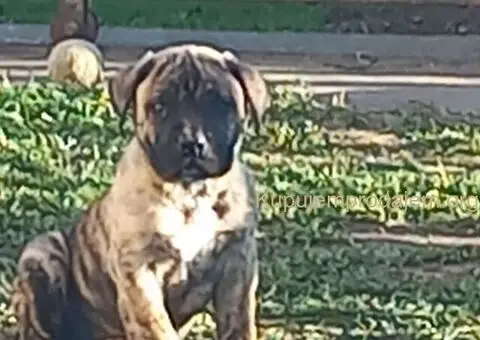 Presa Canario prelepi štenci - 2/10