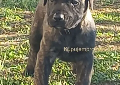 Presa Canario prelepi štenci - 3/10