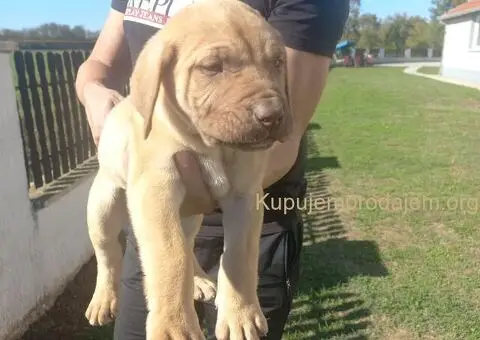 Presa Canario prelepi štenci - 4/10