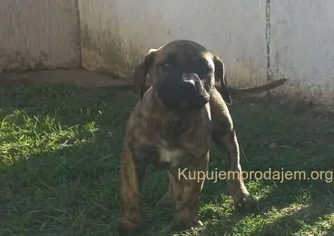 Presa Canario prelepi štenci - 5/10