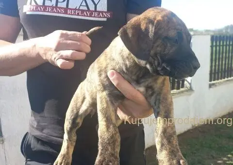 Presa Canario prelepi štenci - 6/10