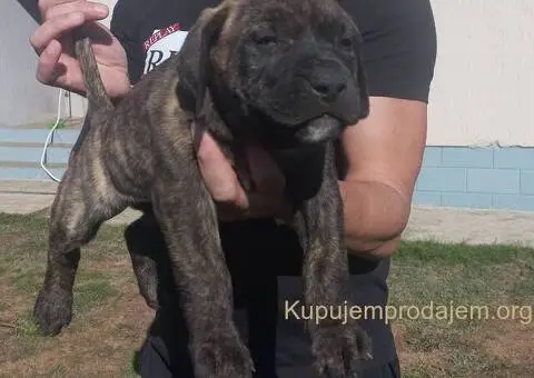 Presa Canario prelepi štenci - 7/10