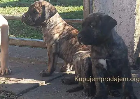 Presa Canario prelepi štenci - 8/10