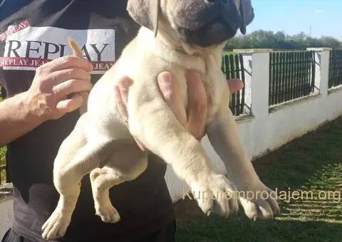 Presa Canario prelepi štenci - 9/10