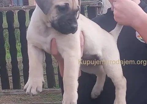 Presa Canario prelepi štenci - 10/10