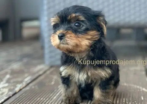 Prodaja Jorksirskih terijera - 1/5
