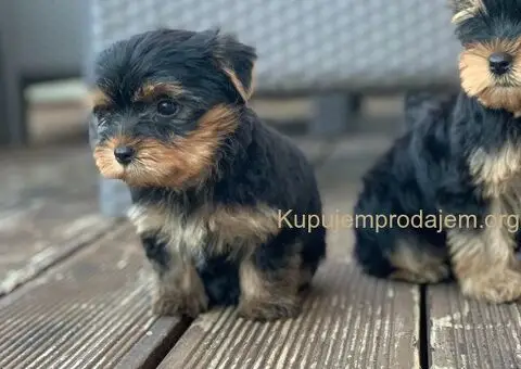 Prodaja Jorksirskih terijera - 2/5