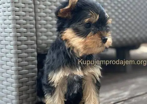 Prodaja Jorksirskih terijera - 3/5