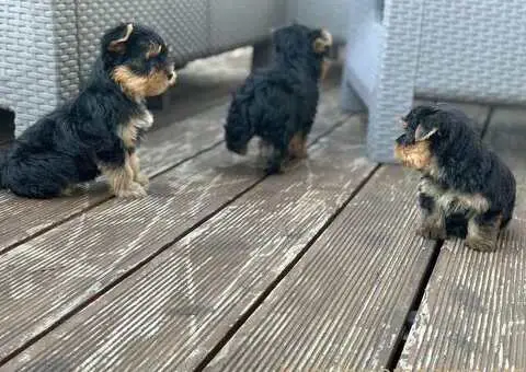 Prodaja Jorksirskih terijera - 4/5