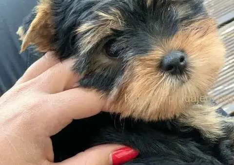 Prodaja Jorksirskih terijera - 5/5