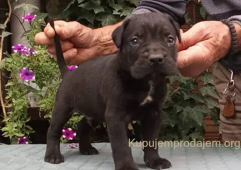 CANE CORSO top stenad - 1/5