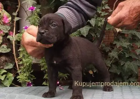 CANE CORSO top stenad - 2/5