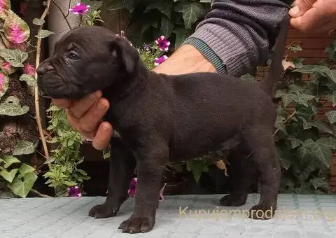 CANE CORSO top stenad - 3/5