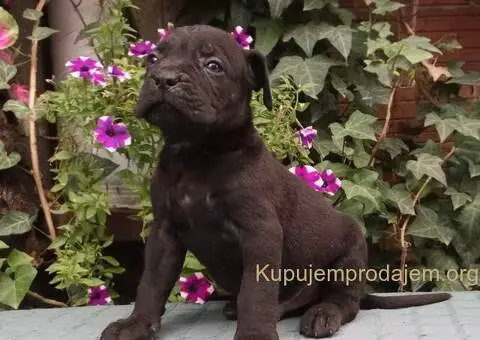 CANE CORSO top stenad - 4/5