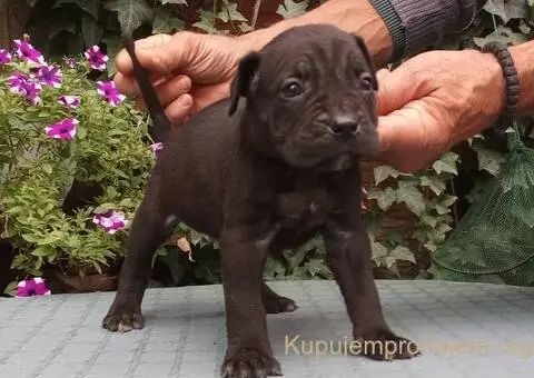 CANE CORSO top stenad - 5/5