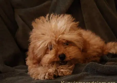 Muško štene crvene toy pudle - 1/4