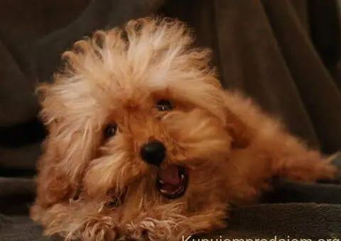 Muško štene crvene toy pudle - 2/4