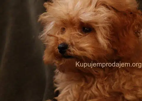 Muško štene crvene toy pudle - 3/4