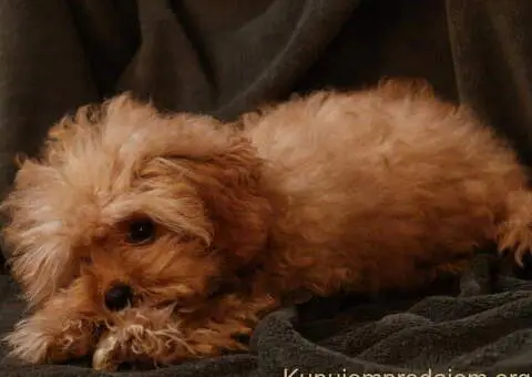 Muško štene crvene toy pudle - 4/4