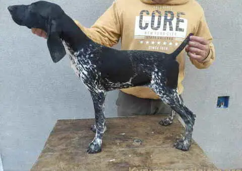 Na prodaju štenci Nemačkog kratkodlakog ptičara - 1/7