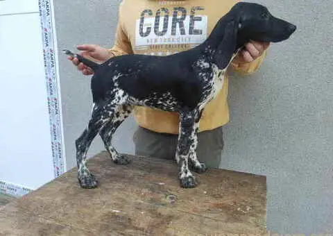 Na prodaju štenci Nemačkog kratkodlakog ptičara - 2/7