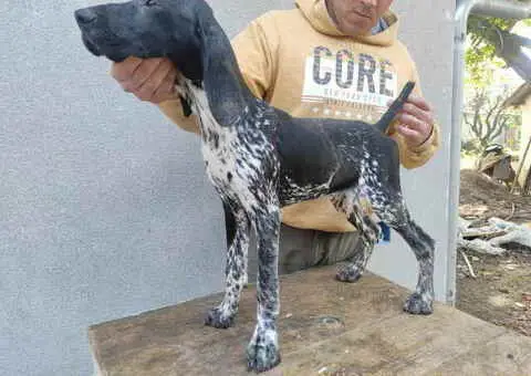 Na prodaju štenci Nemačkog kratkodlakog ptičara - 3/7