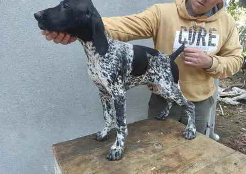 Na prodaju štenci Nemačkog kratkodlakog ptičara - 4/7