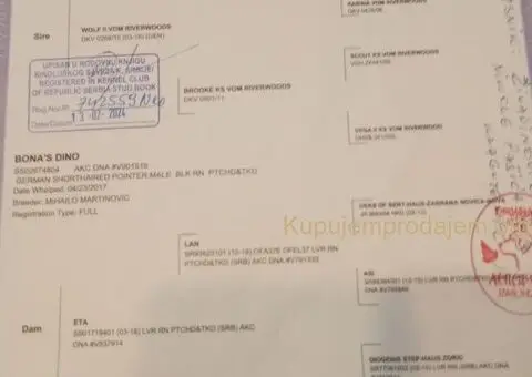 Na prodaju štenci Nemačkog kratkodlakog ptičara - 5/7