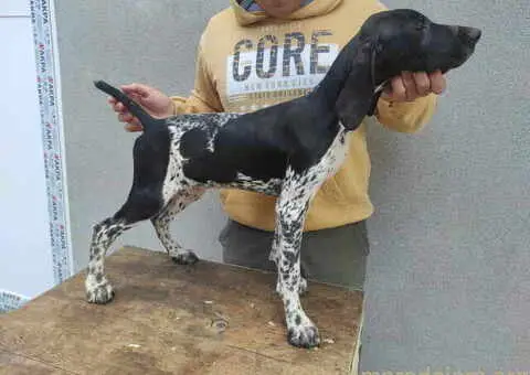 Na prodaju štenci Nemačkog kratkodlakog ptičara - 6/7