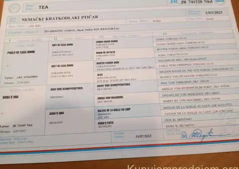 Na prodaju štenci Nemačkog kratkodlakog ptičara - 7/7