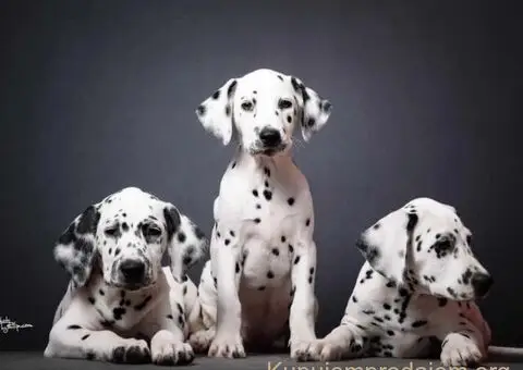 Dalmatinski pas, vrhunski štenci - 1/5