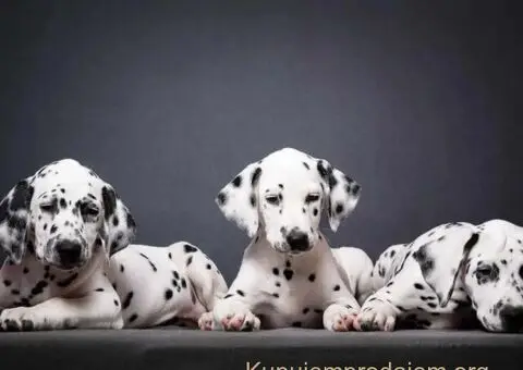 Dalmatinski pas, vrhunski štenci - 2/5