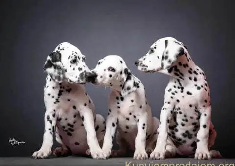 Dalmatinski pas, vrhunski štenci - 3/5