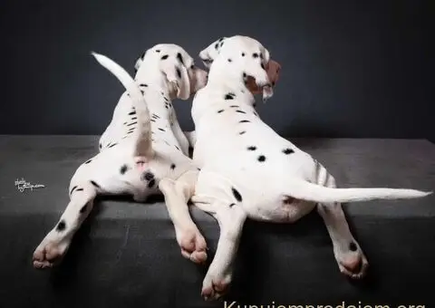 Dalmatinski pas, vrhunski štenci - 4/5