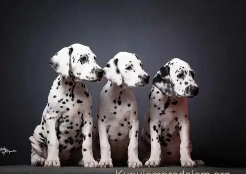 Dalmatinski pas, vrhunski štenci - 5/5