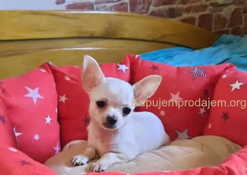 Mikro čivava i čivava standardne velicine - 1/6