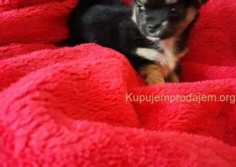 Mikro čivava i čivava standardne velicine - 2/6